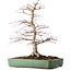 Acer palmatum, 48 cm, ± 25 jaar oud, met een nebari van 12 cm, in een handgemaakte Japanse pot van Yamafusa