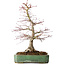 Acer palmatum, 48 cm, ± 25 jaar oud, met een nebari van 12 cm, in een handgemaakte Japanse pot van Yamafusa
