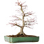 Acer palmatum, 48 cm, ± 25 jaar oud, met een nebari van 12 cm, in een handgemaakte Japanse pot van Yamafusa