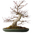 Acer palmatum Deshojo, 50 cm, ± 35 jaar oud, met een nebari van 18 cm, in een handgemaakte Japanse pot van Tokoname