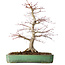 Acer palmatum, 48 cm, ± 25 jaar oud, met een nebari van 12 cm, in een handgemaakte Japanse pot van Yamafusa