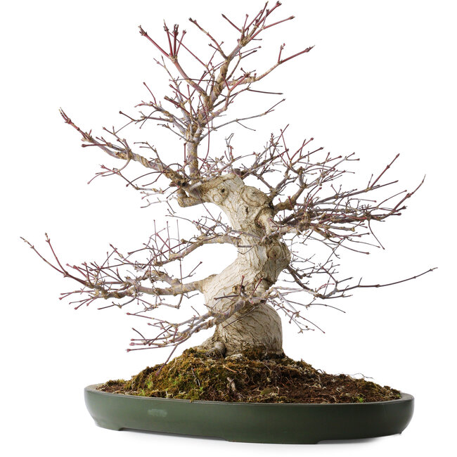 Acer palmatum Deshojo, 50 cm, ± 35 jaar oud, met een nebari van 18 cm, in een handgemaakte Japanse pot van Tokoname