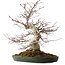 Acer palmatum Deshojo, 50 cm, ± 35 jaar oud, met een nebari van 18 cm, in een handgemaakte Japanse pot van Tokoname