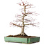 Acer palmatum, 48 cm, ± 25 jaar oud, met een nebari van 12 cm, in een handgemaakte Japanse pot van Yamafusa