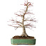 Acer palmatum, 48 cm, ± 25 jaar oud, met een nebari van 12 cm, in een handgemaakte Japanse pot van Yamafusa