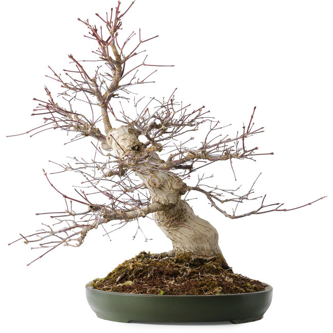 Acer palmatum Deshojo, 50 cm, ± 35 años, con un nebari de 18 cm, en una maceta japonesa hecha a mano de Tokoname