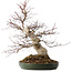 Acer palmatum Deshojo, 50 cm, ± 35 jaar oud, met een nebari van 18 cm, in een handgemaakte Japanse pot van Tokoname