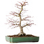 Acer palmatum, 48 cm, ± 25 jaar oud, met een nebari van 12 cm, in een handgemaakte Japanse pot van Yamafusa