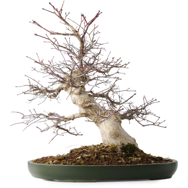 Acer palmatum Deshojo, 50 cm, ± 35 years old, with a nebari of 18 cm, in a handmade Japanese pot from Tokoname