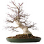 Acer palmatum Deshojo, 50 cm, ± 35 jaar oud, met een nebari van 18 cm, in een handgemaakte Japanse pot van Tokoname