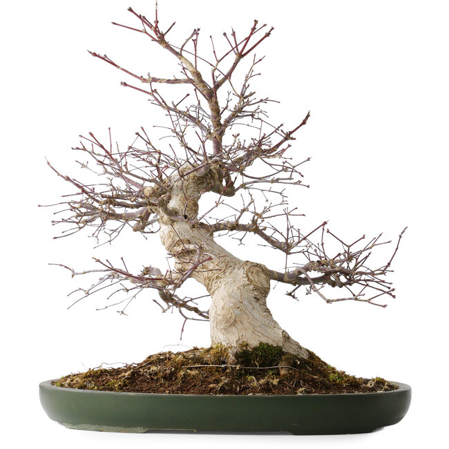 Acer palmatum Deshojo, 50 cm, ± 35 jaar oud, met een nebari van 18 cm, in een handgemaakte Japanse pot van Tokoname