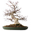 Acer palmatum Deshojo, 50 cm, ± 35 jaar oud, met een nebari van 18 cm, in een handgemaakte Japanse pot van Tokoname