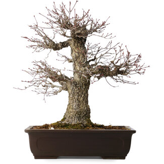 Acer palmatum Arakawa, 47 cm, ± 40 jaar oud