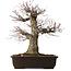 Acer palmatum Arakawa, 47 cm, ± 40 jaar oud, met een nebari van 16 cm