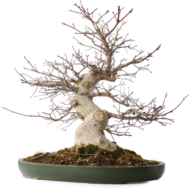 Acer palmatum Deshojo, 50 cm, ± 35 ans, avec un nebari de 18 cm, dans un pot japonais fait main de Tokoname