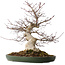 Acer palmatum Deshojo, 50 cm, ± 35 jaar oud, met een nebari van 18 cm, in een handgemaakte Japanse pot van Tokoname