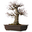 Acer palmatum Arakawa, 47 cm, ± 40 ans, avec un nebari de 16 cm