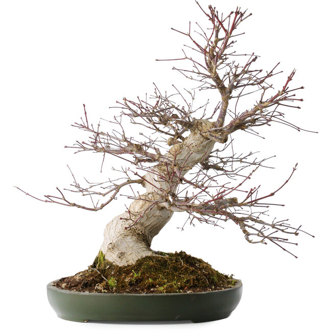 Acer palmatum Deshojo, 50 cm, ± 35 years old, with a nebari of 18 cm, in a handmade Japanese pot from Tokoname