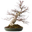 Acer palmatum Deshojo, 50 cm, ± 35 jaar oud, met een nebari van 18 cm, in een handgemaakte Japanse pot van Tokoname
