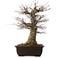 Acer palmatum Arakawa, 47 cm, ± 40 jaar oud, met een nebari van 16 cm
