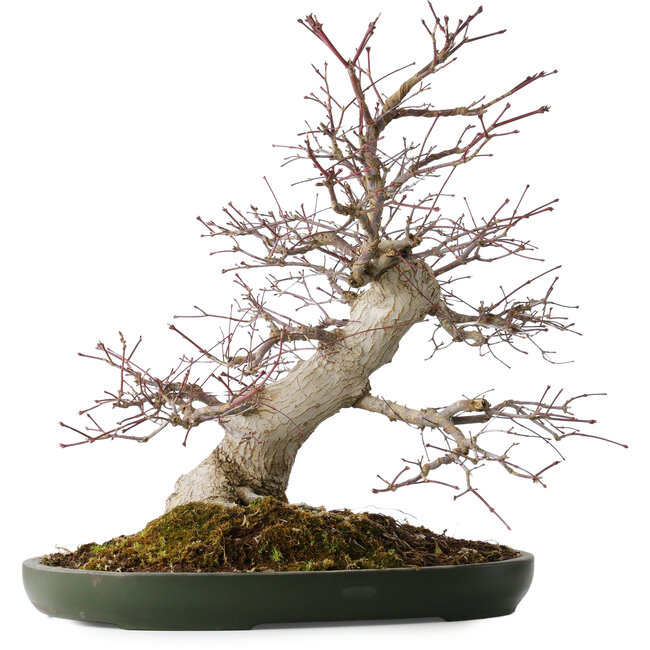 Acer palmatum Deshojo, 50 cm, ± 35 Jahre alt, mit einem Nebari von 18 cm, in einem handgefertigten japanischen Topf aus Tokoname