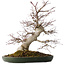 Acer palmatum Deshojo, 50 cm, ± 35 jaar oud, met een nebari van 18 cm, in een handgemaakte Japanse pot van Tokoname