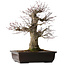 Acer palmatum Arakawa, 47 cm, ± 40 jaar oud, met een nebari van 16 cm