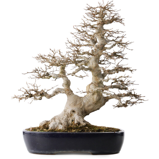 Acer buergerianum, 49 cm, ± 40 años, con un nebari de 22 cm, en una maceta japonesa hecha a mano por Yamafusa