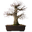 Acer palmatum Arakawa, 47 cm, ± 40 jaar oud, met een nebari van 16 cm