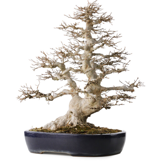 Acer buergerianum, 49 cm, ± 40 anni, con un nebari di 22 cm, in un vaso giapponese fatto a mano da Yamafusa