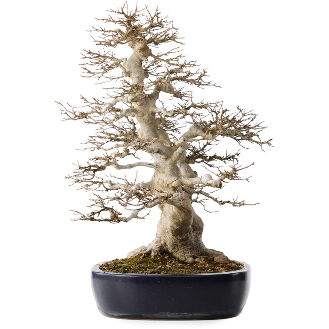 Acer buergerianum, 49 cm, ± 40 Jahre alt, mit einem Nebari von 22 cm, in einem handgefertigten japanischen Topf von Yamafusa