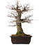Acer palmatum Arakawa, 47 cm, ± 40 jaar oud, met een nebari van 16 cm