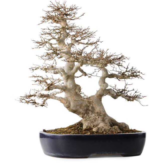 Acer buergerianum, 49 cm, ± 40 años, con un nebari de 22 cm, en una maceta japonesa hecha a mano por Yamafusa