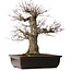 Acer palmatum Arakawa, 47 cm, ± 40 jaar oud, met een nebari van 16 cm