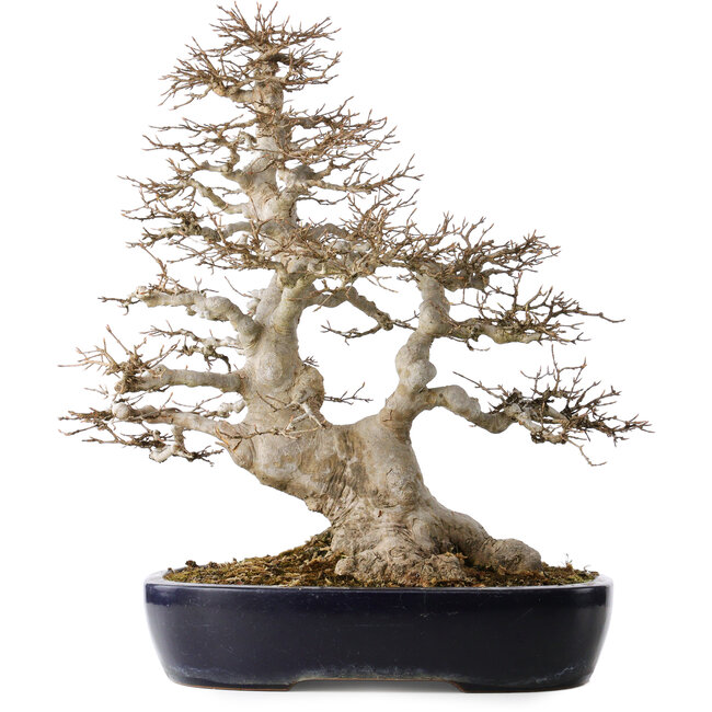 Acer buergerianum, 49 cm, ± 40 ans, avec un nebari de 22 cm, dans un pot japonais fait main par Yamafusa