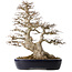 Acer buergerianum, 49 cm, ± 40 jaar oud, met een nebari van 22 cm, in een handgemaakte Japanse pot van Yamafusa