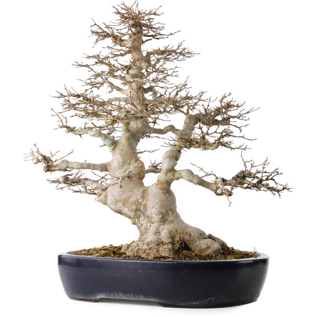 Acer buergerianum, 49 cm, ± 40 ans, avec un nebari de 22 cm, dans un pot japonais fait main par Yamafusa