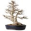 Acer buergerianum, 49 cm, ± 40 jaar oud, met een nebari van 22 cm, in een handgemaakte Japanse pot van Yamafusa