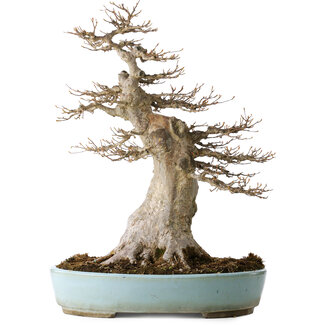 Taizan Acer buergerianum, 47 cm, ± 40 jaar oud