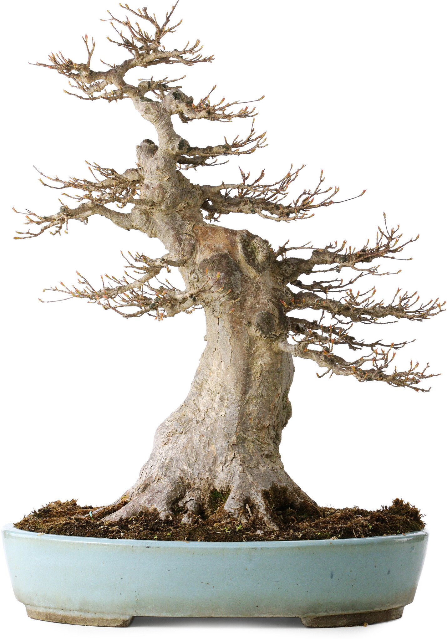bonsai pikieren Bonsai Anzuchtset kaufen  Handmade & Plastikfrei
