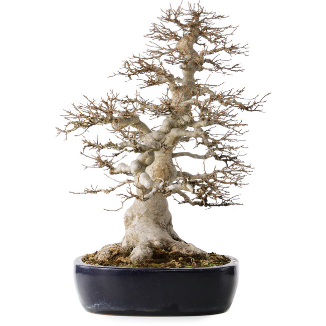 Acer buergerianum, 49 cm, ± 40 años, con un nebari de 22 cm, en una maceta japonesa hecha a mano por Yamafusa