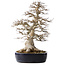 Acer buergerianum, 49 cm, ± 40 jaar oud, met een nebari van 22 cm, in een handgemaakte Japanse pot van Yamafusa