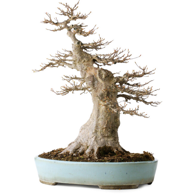 Maturo Acer buergerianum (Acero Tridente) - 40 Anni - Possente Moyogi, con un nebari di 27 cm, in un vaso giapponese fatto a mano da Taizan