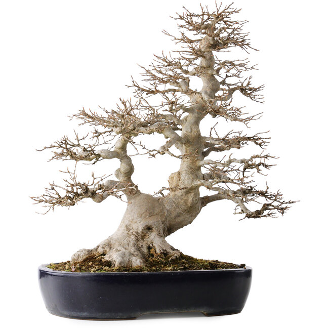 Acer buergerianum, 49 cm, ± 40 años, con un nebari de 22 cm, en una maceta japonesa hecha a mano por Yamafusa