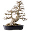 Acer buergerianum, 49 cm, ± 40 jaar oud, met een nebari van 22 cm, in een handgemaakte Japanse pot van Yamafusa