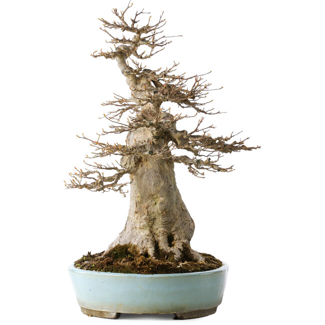 Acer buergerianum Mature (Érable Trident) - 40 Ans - Puissant Moyogi, avec un nebari de 27 cm, dans un pot japonais fait main par Taizan