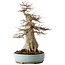 Volwassen Acer buergerianum (Drietandesdoorn) - 40 Jaar - Krachtige Moyogi , met een nebari van 27 cm, in een handgemaakte Japanse pot van Taizan