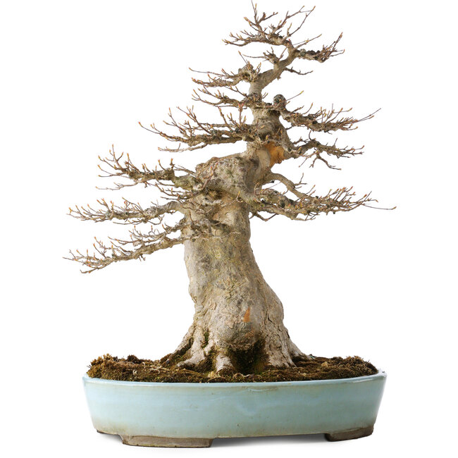 Maduro Acer buergerianum (Arce Tridente) - 40 Años - Potente Moyogi, con un nebari de 27 cm, en una maceta japonesa hecha a mano por Taizan