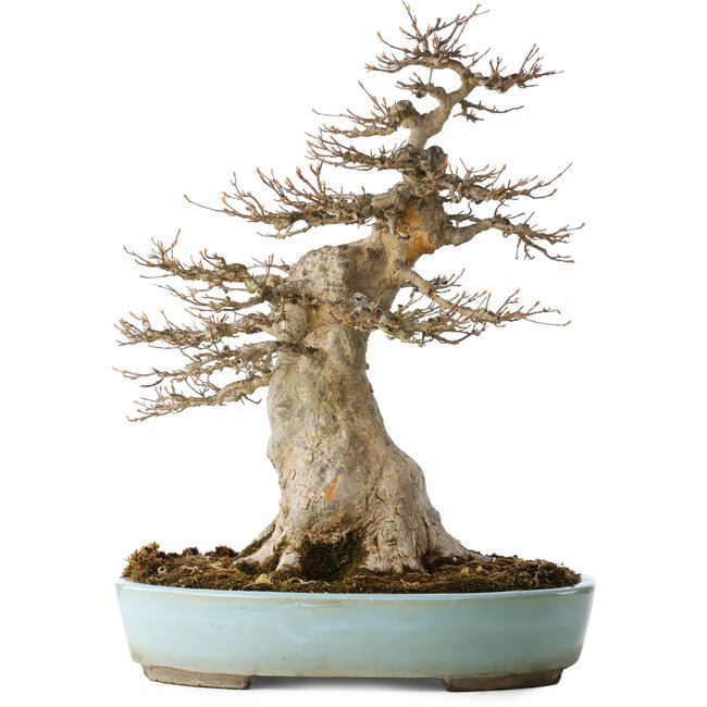 Acer buergerianum Mature (Érable Trident) - 40 Ans - Puissant Moyogi, avec un nebari de 27 cm, dans un pot japonais fait main par Taizan