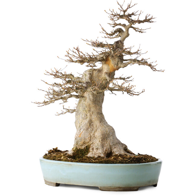 Maturo Acer buergerianum (Acero Tridente) - 40 Anni - Possente Moyogi, con un nebari di 27 cm, in un vaso giapponese fatto a mano da Taizan